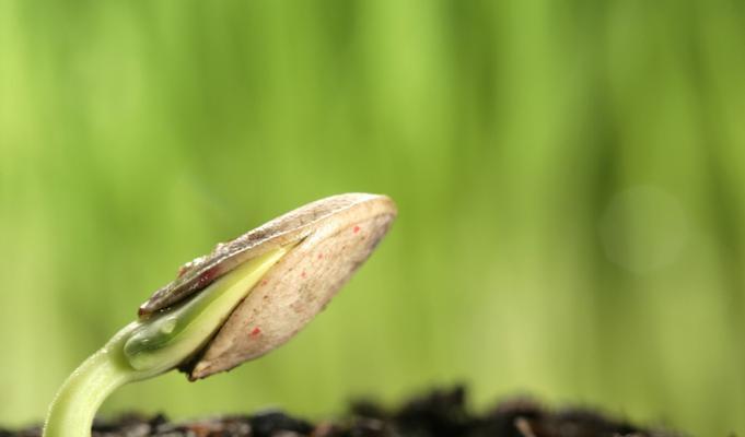 红枫种子发芽需要多长时间？如何提高发芽率？