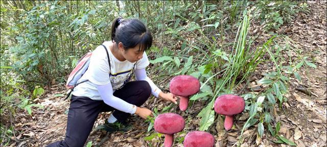 红菇最佳采摘时间是什么时候？几月份最适合采摘红菇？