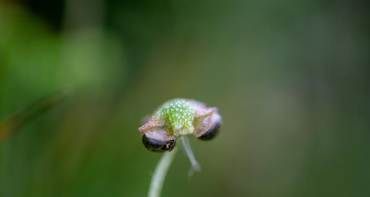 红瓜子属于哪种植物的种子？如何辨别红瓜子的真伪？