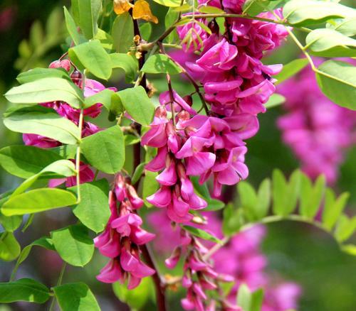 红花刺槐什么时候开花？花期持续多久？