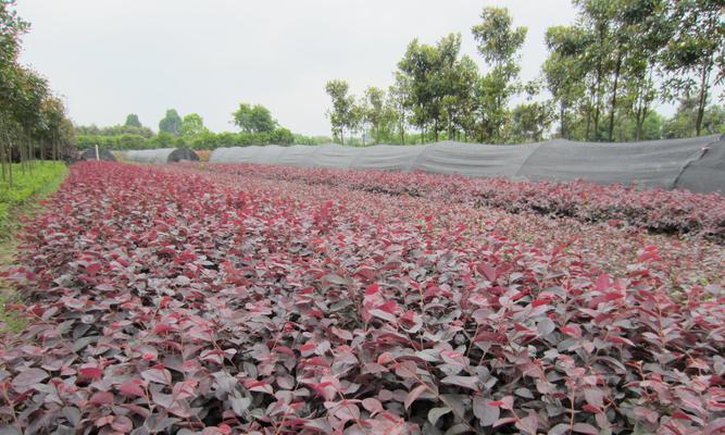 红花继木花期持续多久？如何延长花期？