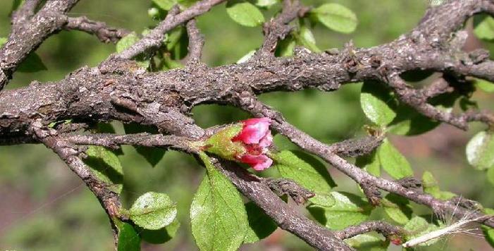 红花继木花期持续多久？如何延长花期？