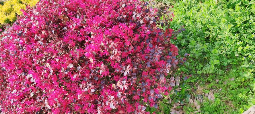 红花继木一年开几次花？如何养护才能多开花？