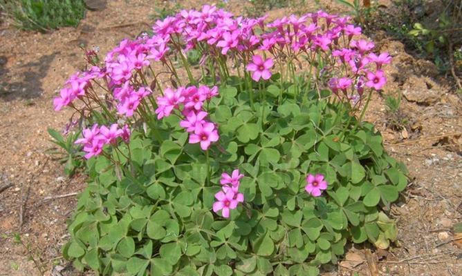 红花种植的最佳时间是什么时候？如何正确种植红花？