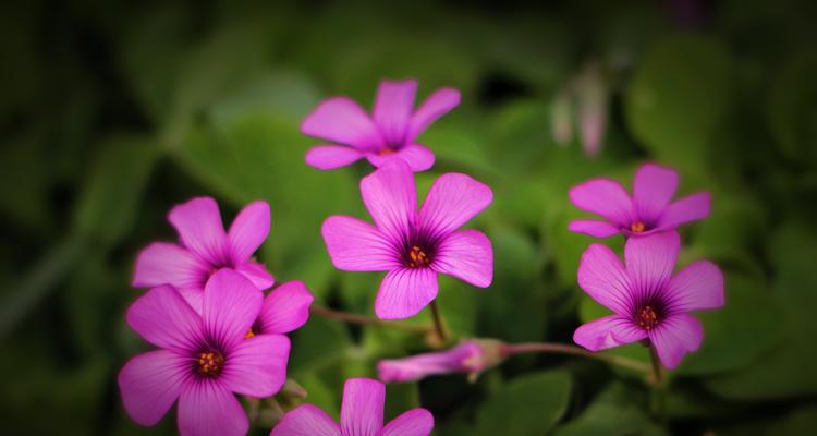 红花酢浆草养殖方法有哪些？如何正确养护红花酢浆草？