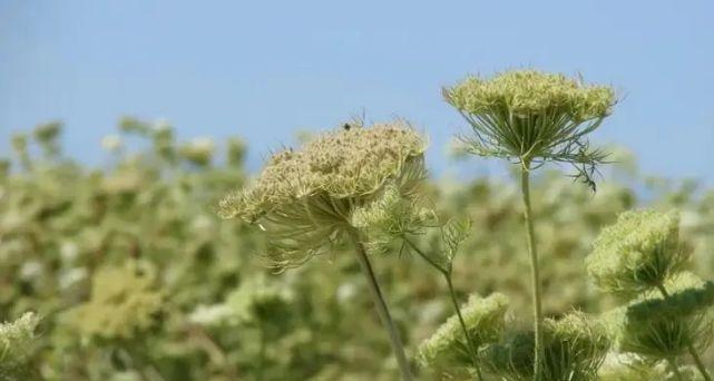 红萝卜种子怎么种植？种植过程中需要注意哪些问题？