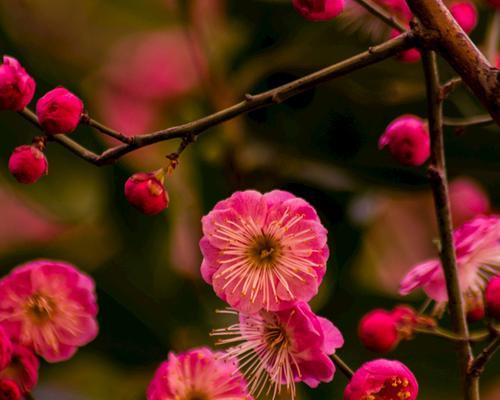 红梅花的花期是什么时候？具体几月份开花？