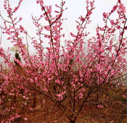 红梅可以种在院子里吗？院子里种植红梅的注意事项是什么？