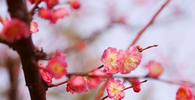 红梅开花时间是什么时候？花期持续到几月？