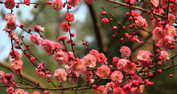 红梅开花时间是什么时候？花期持续到几月？