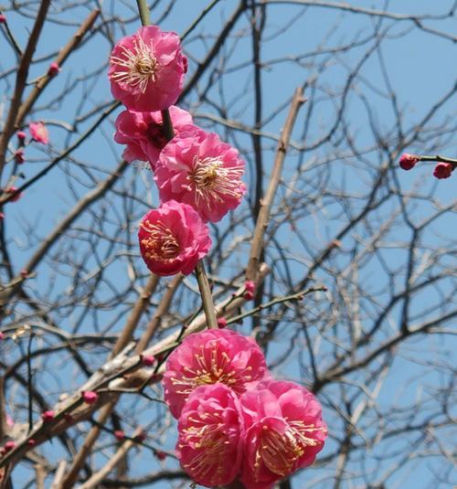 红梅通常在哪个季节绽放？开花时间有什么特点？