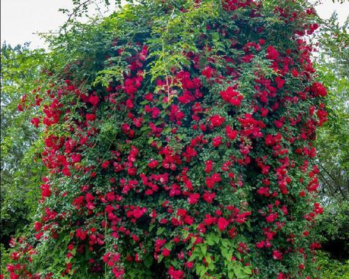 红木香花一年开几次花？如何确保其花开不断？