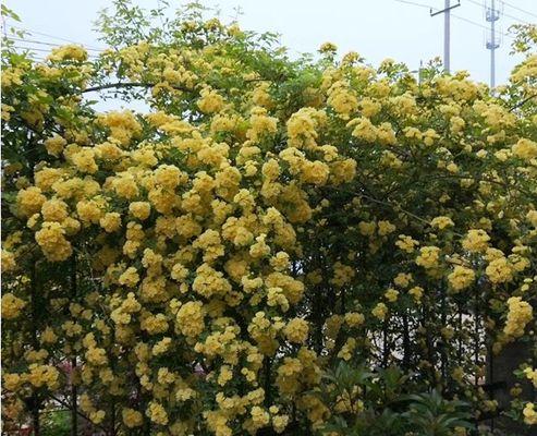 红木香一年开几次花？花期月份与时间是什么时候？