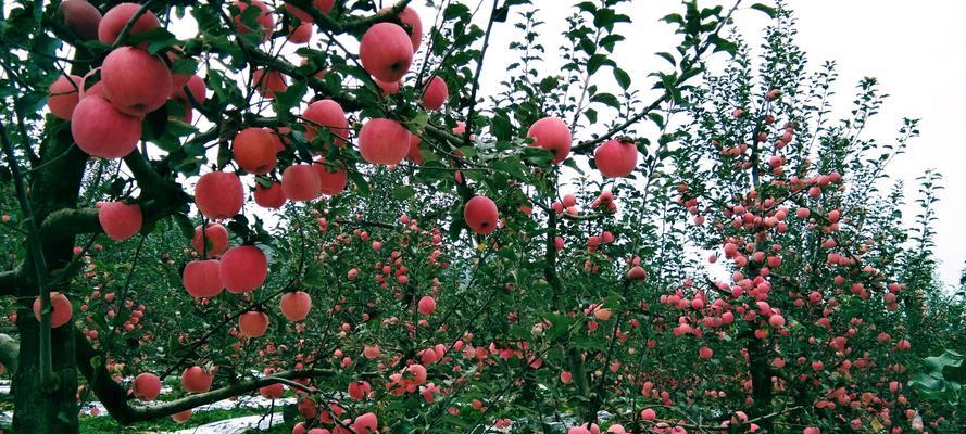 红苹果成熟季节是什么时候？几月份是最佳采摘时间？