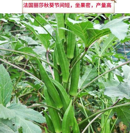 红秋葵种子怎么种植？种植过程中需要注意哪些问题？