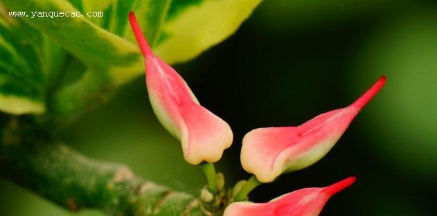 红雀珊瑚是树还是花？如何区分植物和花卉？