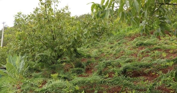 红壤土适合种植哪些植物？如何优化种植效果？