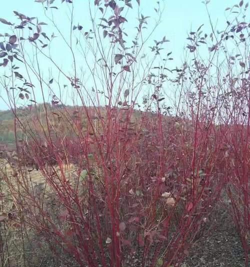 红瑞木开花吗？红瑞木开花的样子是怎样的？