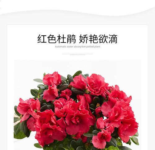 红色杜鹃花代表什么？红色杜鹃花的象征意义是什么？