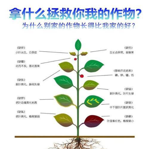 红薯病虫害防治技术与方法措施有哪些？如何有效实施？