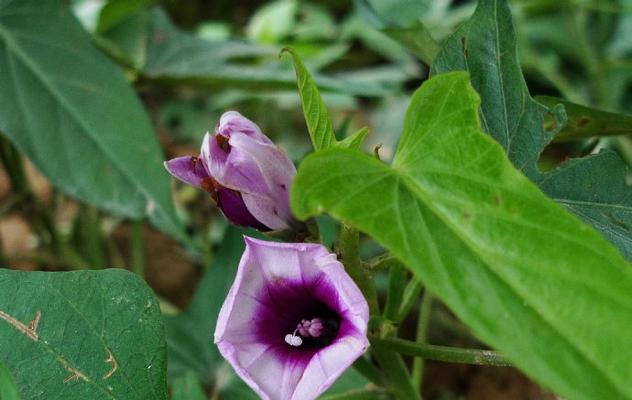 红薯会开花吗？开花的颜色和样子是什么样的？