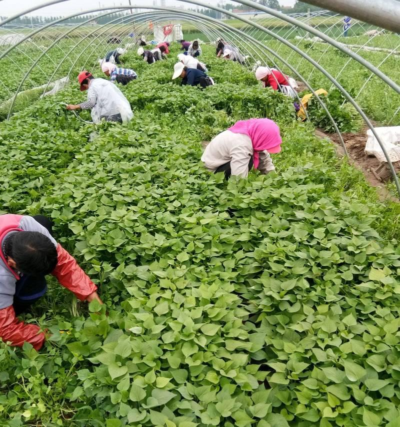 红薯是哪里的特产？中国哪些地方的红薯最出名？