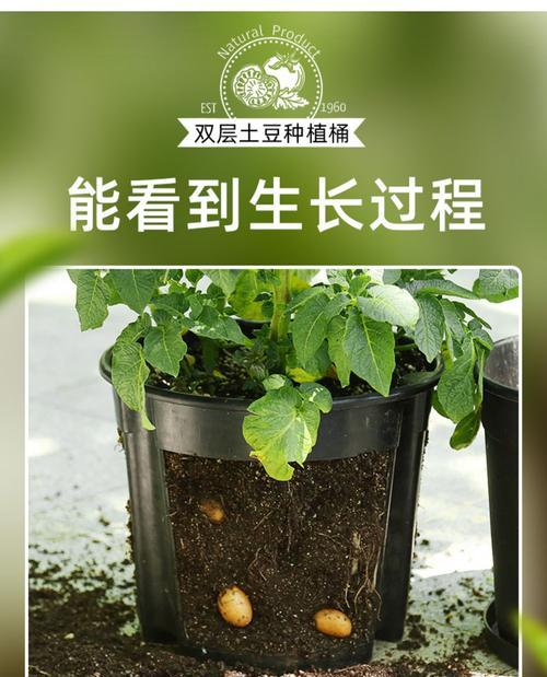 红薯发芽种子种植方法？如何快速促进发芽？