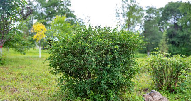 红松是热带植物吗？红松的生长环境和特点是什么？