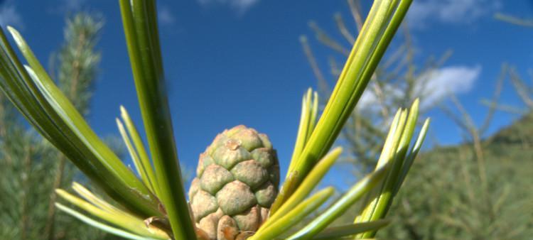 红松是什么植物？它属于哪个科的植物？