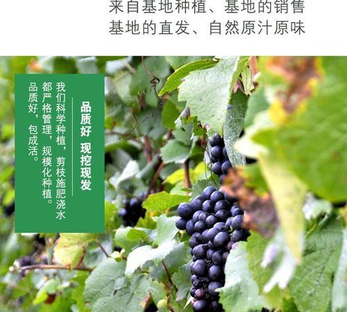 红提籽可以种吗？种植红提籽的正确方法是什么？