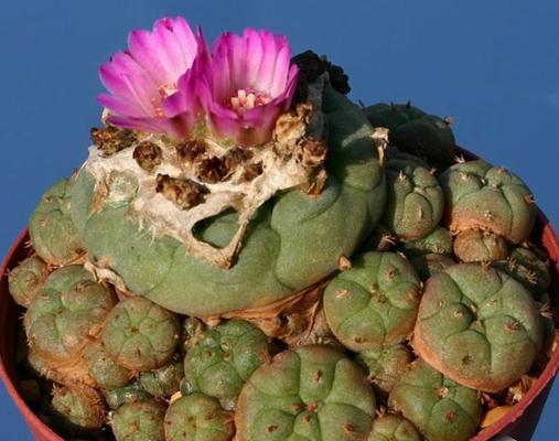 红土种植多肉植物的正确方法是什么？