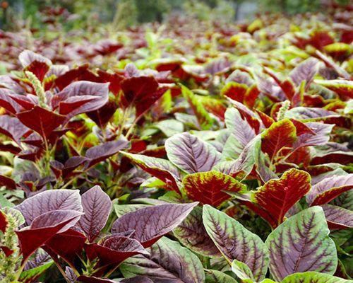 红土适合种什么菜？如何利用红土种植高效蔬菜？