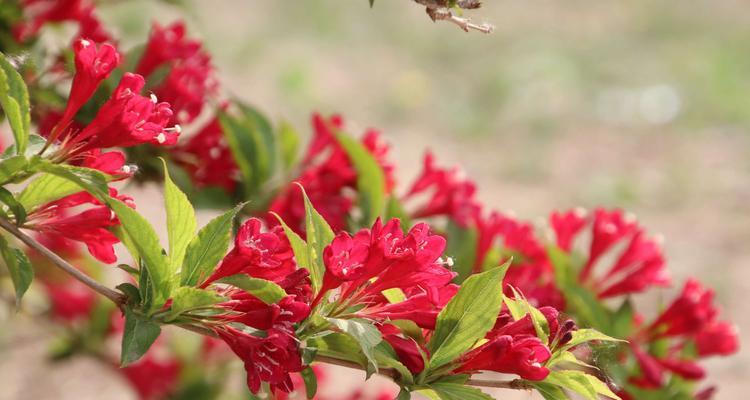 红王子锦带花期是什么时候？如何正确判断其开花时间？