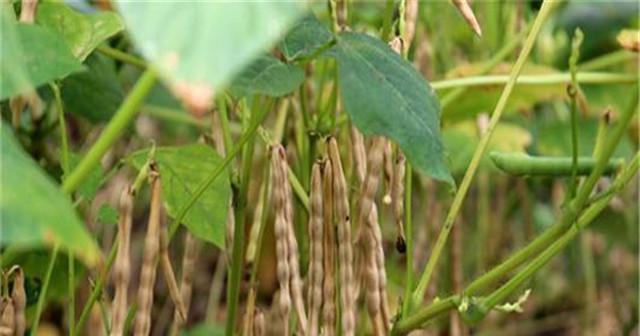 红小豆播种的最佳时间是什么时候？如何确保种植成功？