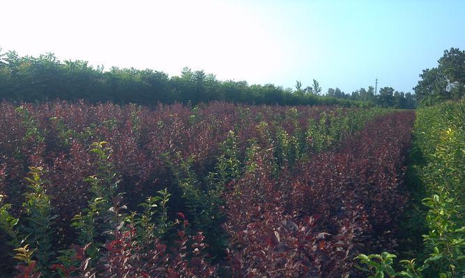 红叶李是草本植物吗？了解红叶李的植物分类和特性