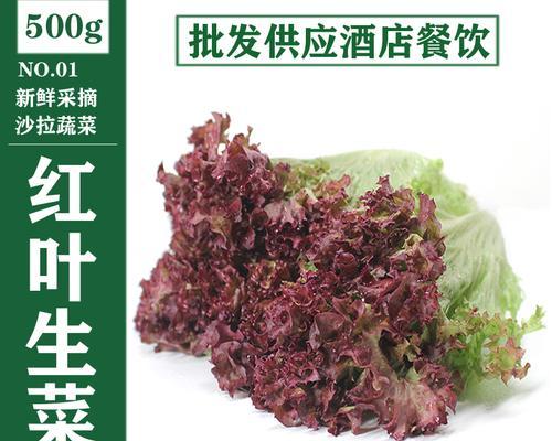 红叶生菜能直接食用吗？有哪些健康益处？