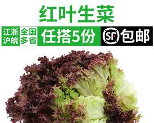 红叶生菜能直接食用吗？有哪些健康益处？