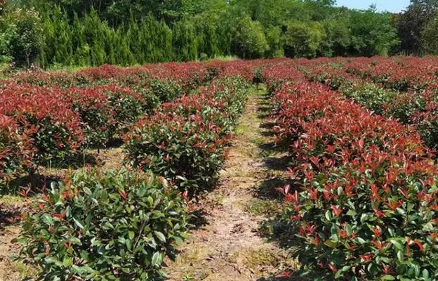 红叶石楠适合家庭种植吗？家门口种植需要注意什么？