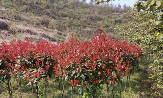 红叶石楠属于木本植物吗？它的特点是什么？