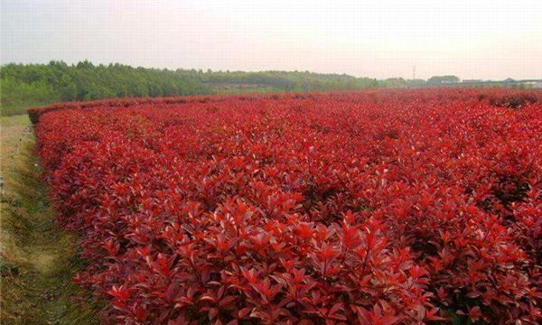 红叶石楠是乔木还是灌木？它属于什么类植物？