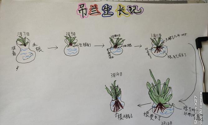 红羽竹芋的正确浇水方法是什么？多久浇一次水合适？