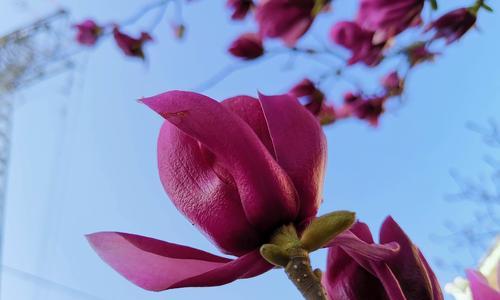 红玉兰一年开几次花？如何正确养护以促进开花？