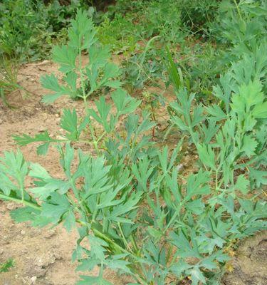 红玉藤在北方种植的可行性？如何确保其生长？