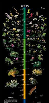 红掌浇水频率如何根据季节调整？春夏秋冬浇水有何不同？