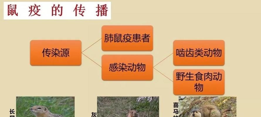 红掌炭疽病是怎么引起的？有哪些有效的治疗方法？