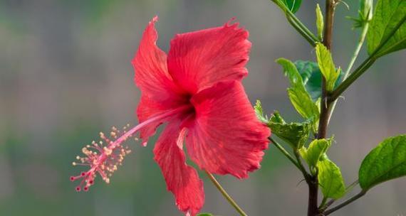 扶桑花的花语是什么？如何正确解读扶桑花的含义？