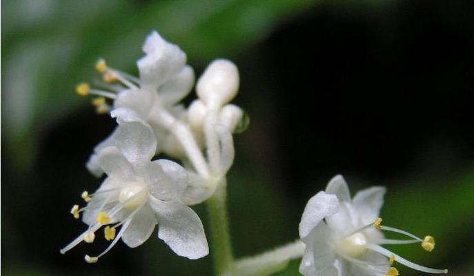 合果芋的花语是什么？如何养护合果芋？