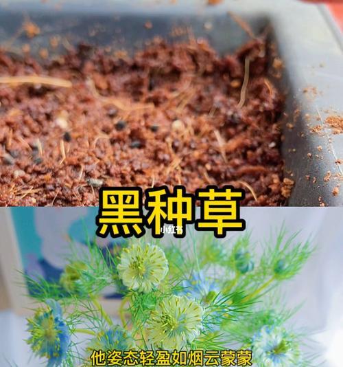 黑种草的花语是什么？了解黑种草的象征意义及用途？