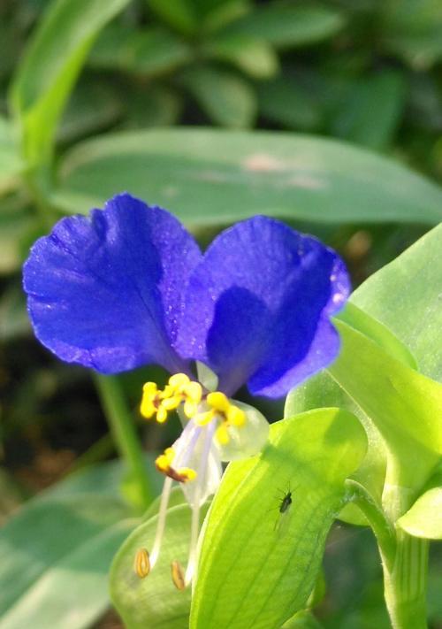 蝴蝶花的花语是什么？了解其独特含义和象征意义