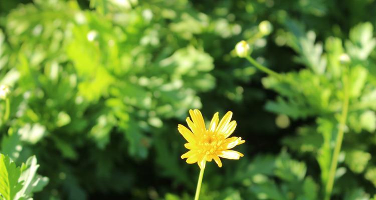 黄菊花代表什么含义？黄菊花的花语有哪些？